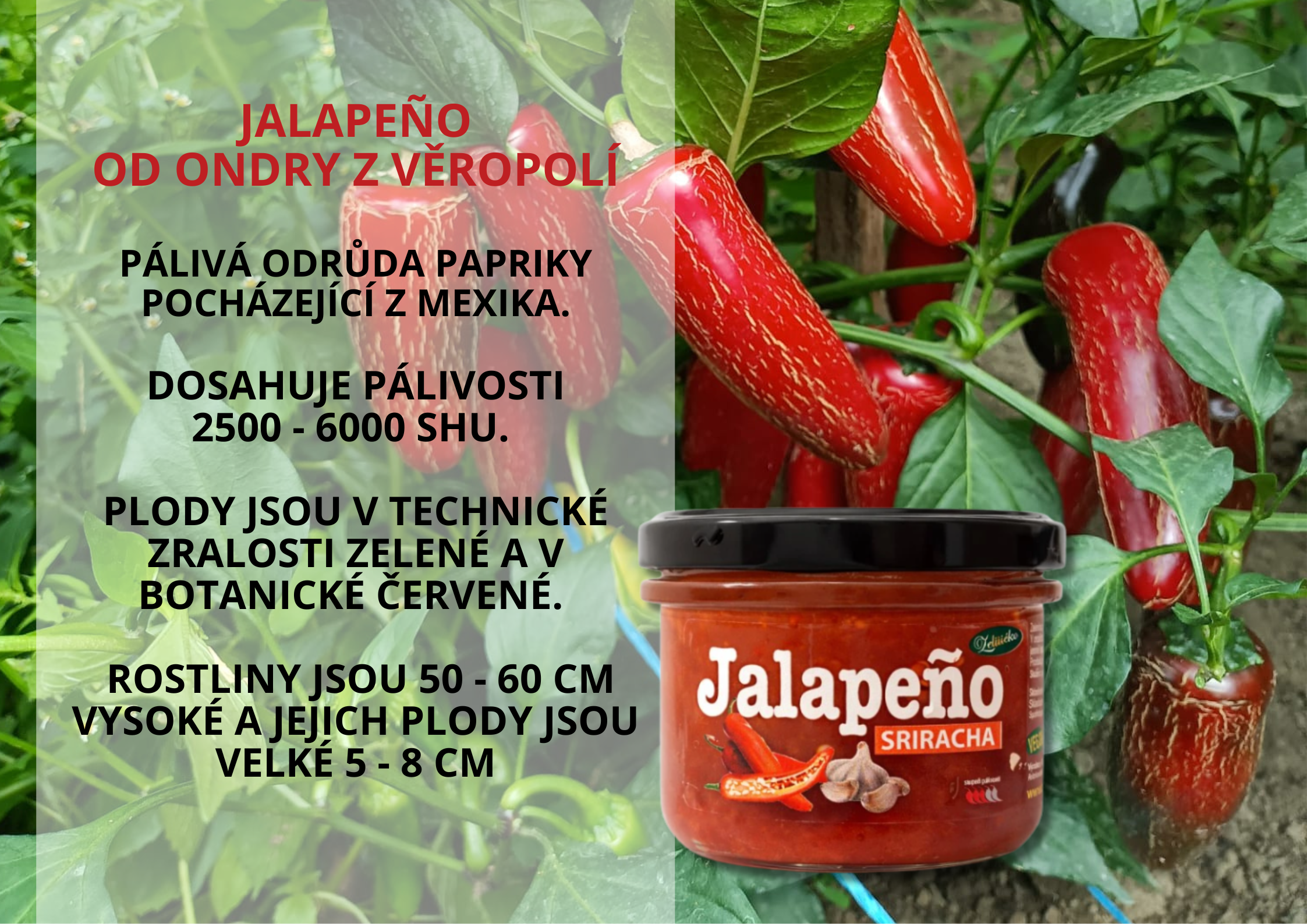 Kopie návrhu podporuje funkci štítné žlázy (2)